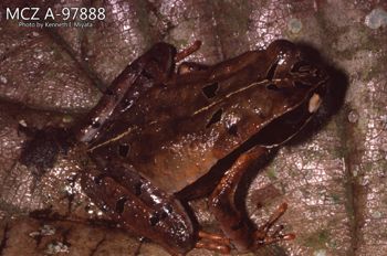 Media type: image;   Herpetology A-97888 Description: Photo of animal in life, taken in the field by Dr. Kenneth Ichiro Miyata. A slide of the photo was scanned in 2012 by Melissa Wooley.;  Aspect: lateral
